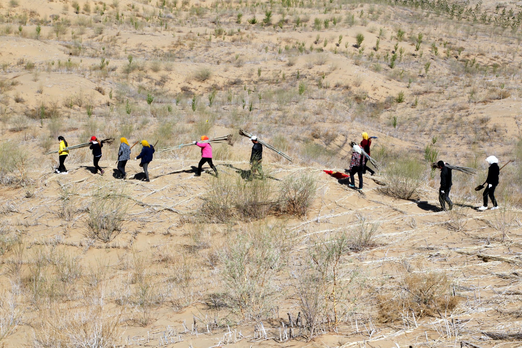 Local people plant trees in the Kubuqi Desert in Inner Mongolia on Apr. 22, 2014. Photo: Imaginechina