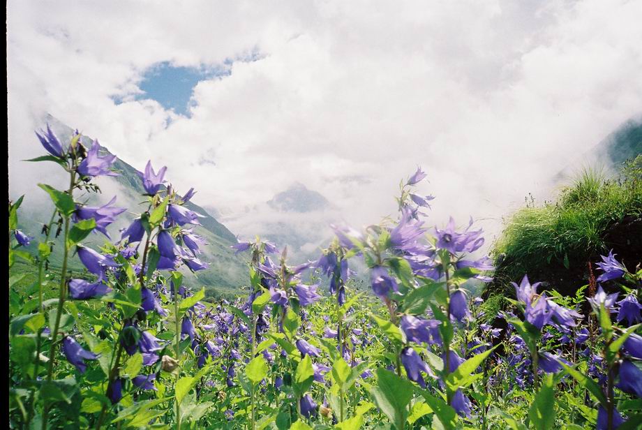 valley-of-flowers.jpg