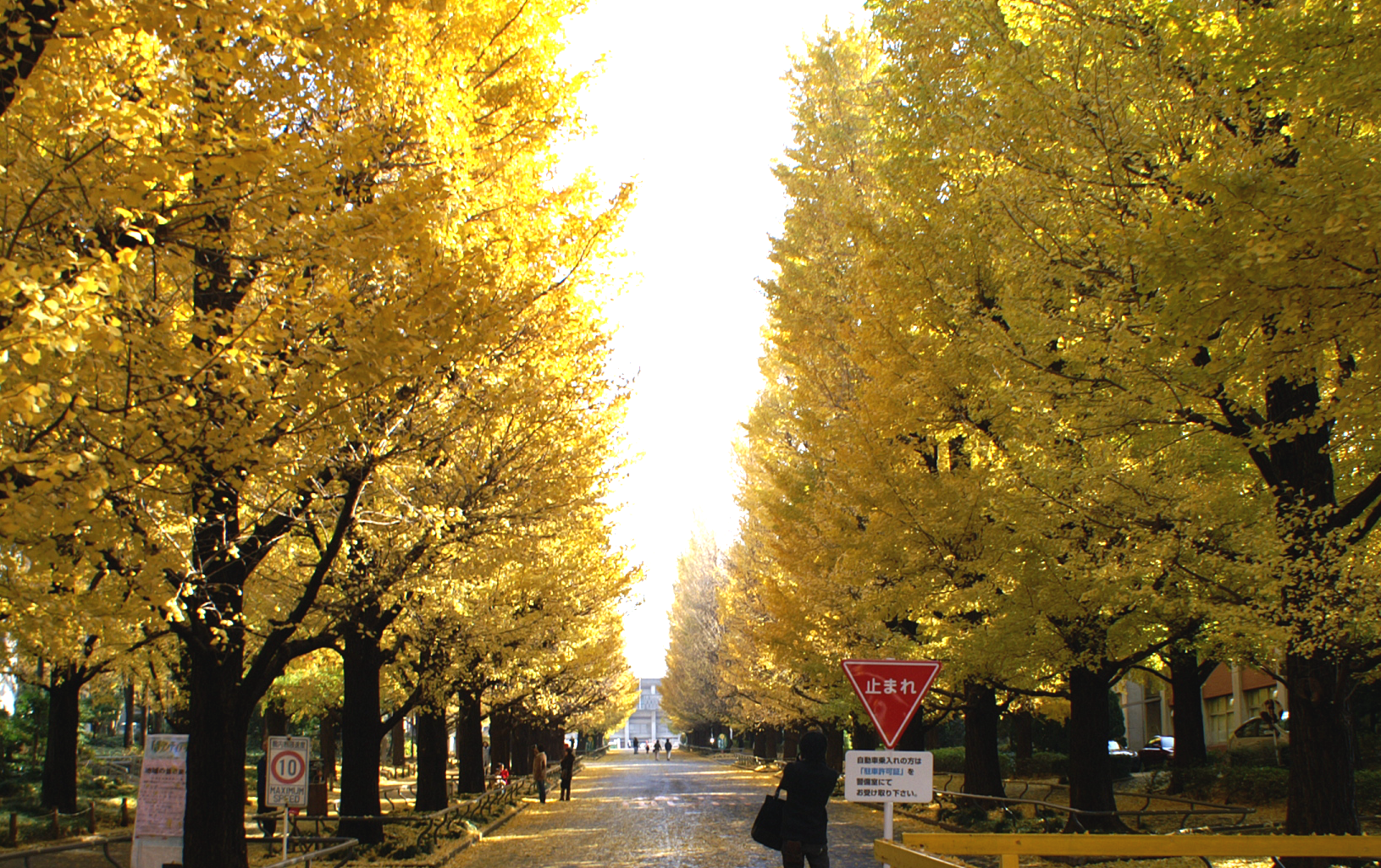 Ginkgo_Avenue_of_Keio.png