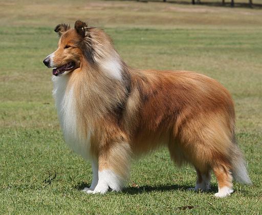 Collie%20Rough%209Y684D-009.JPG