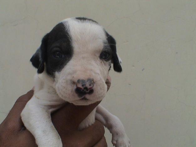 Bully-Kutta-Puppy-Images.jpg