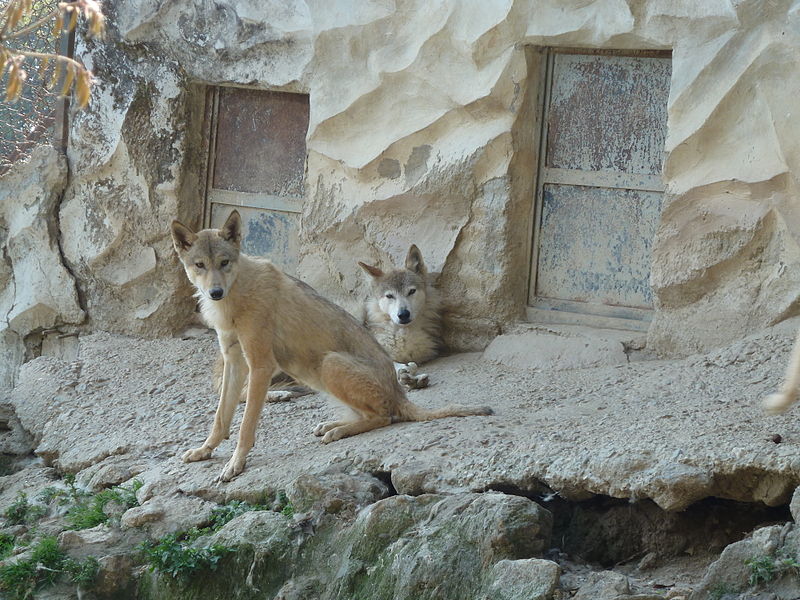 800px-Canis_lupus_himalayensis.JPG