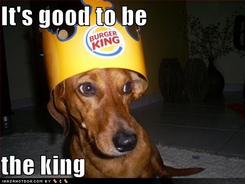 funny-dog-pictures-good-to-be-king%255B1%255D.jpg