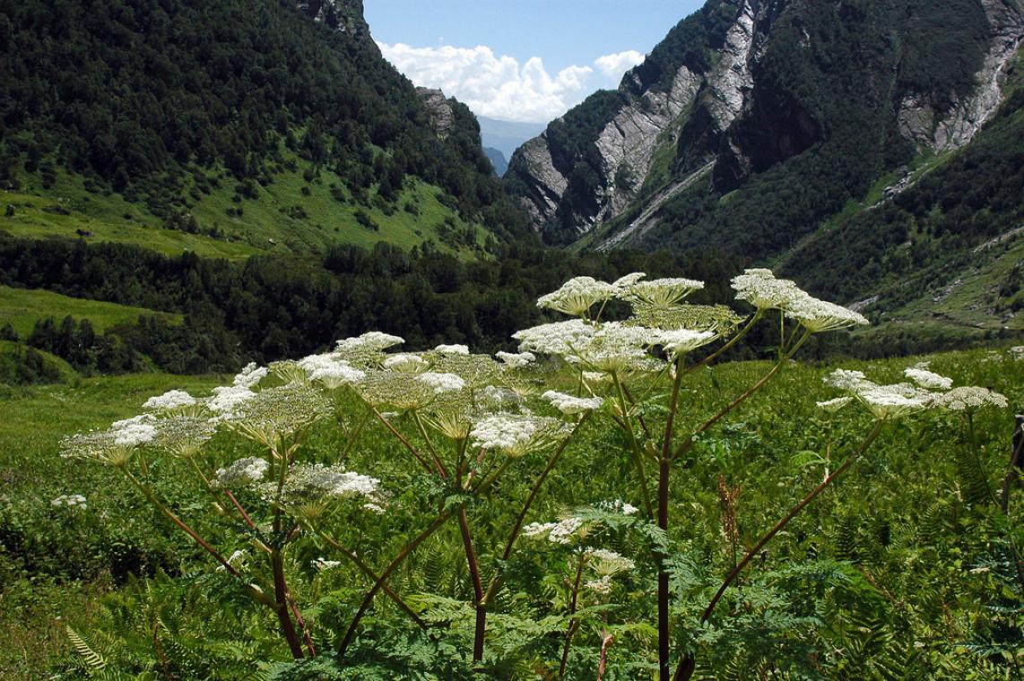 valley-flowers-national-park_2.jpg