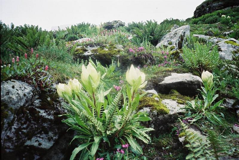 6462d1186847523-valley-of-flowers-and-hemkund-sahib-f1070031.jpg