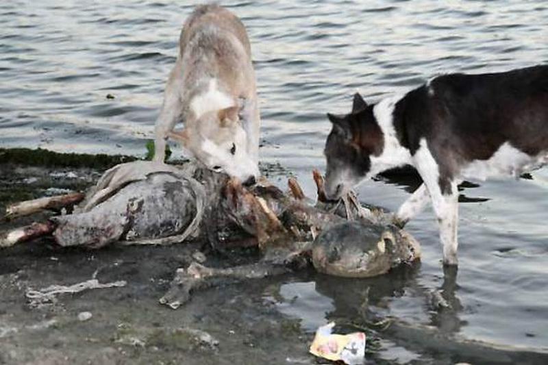 Dogs-eating-corpses-near-ganges.jpg