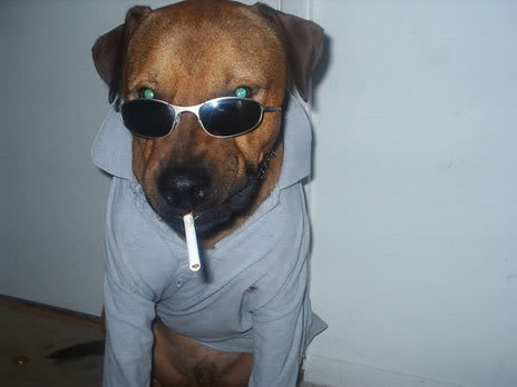 one-cool-dog.jpg