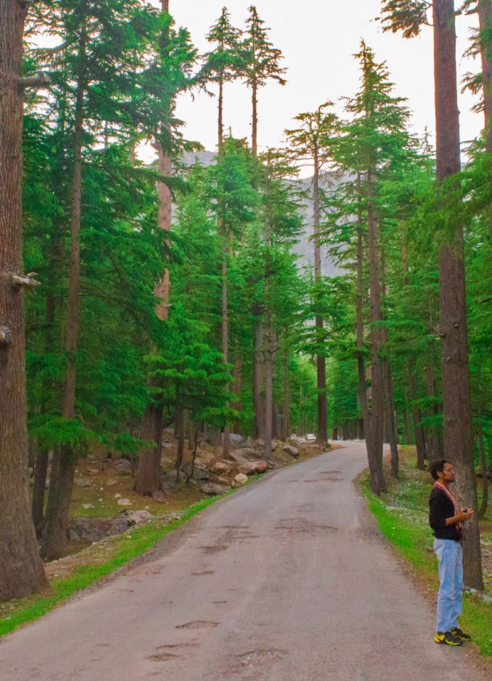 9-Kalam-Forest-Swat-Valley.jpg