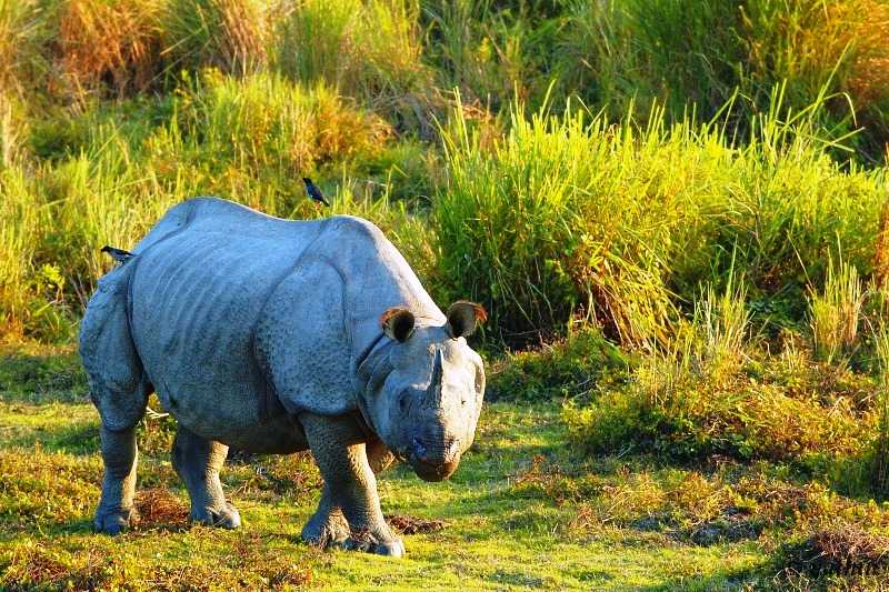 Kaziranga.jpg