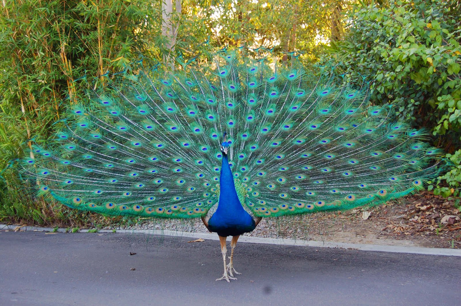 peacock.jpg