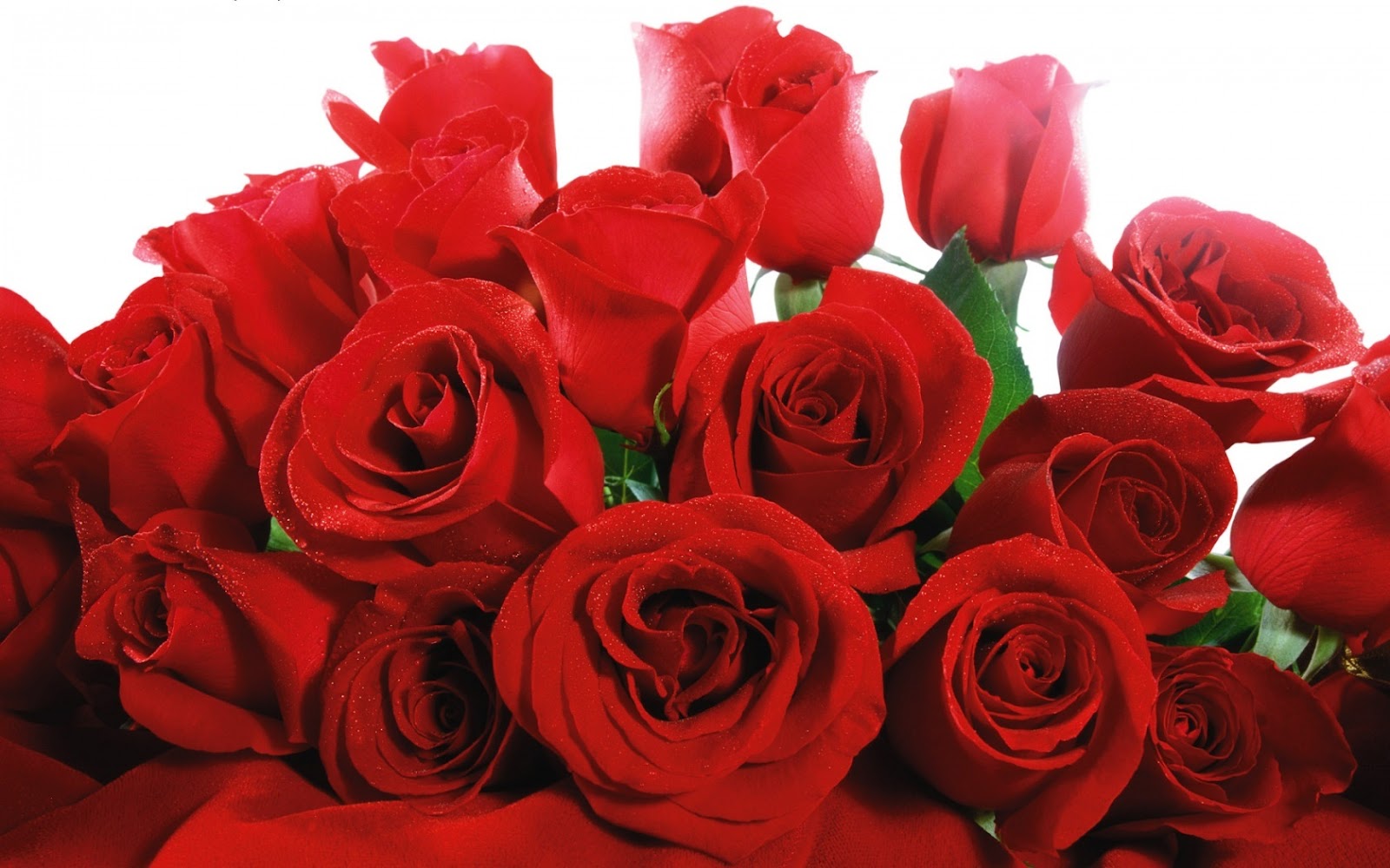 lovely-red-roses-HD_wallpapers.jpg