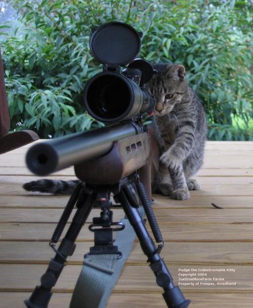 snipercat.jpg