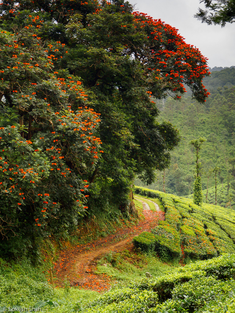 bikeridevalparai_234.jpg