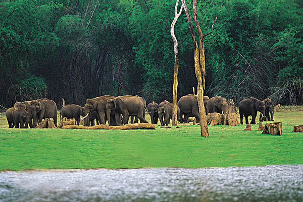 explore+kerala+wildlife.jpg