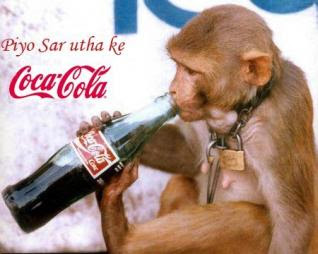 monkey_drinking_coke_570840740.jpg