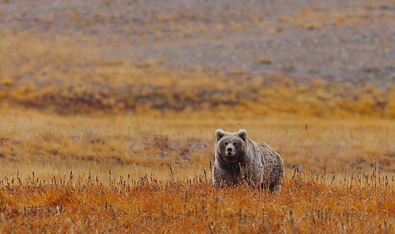 brown_bear_at_deosai_national_park.jpg