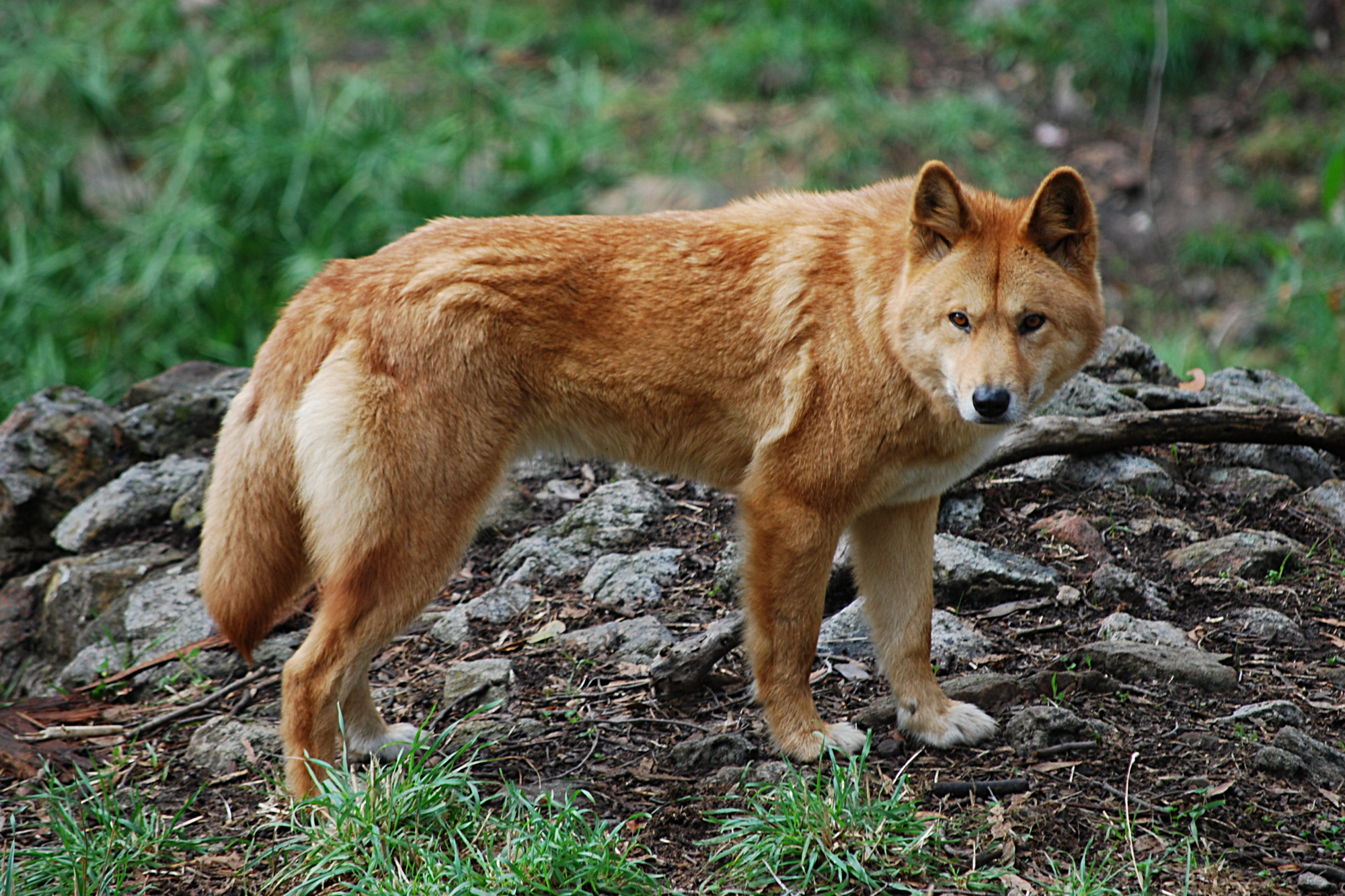 Canis_lupus_dingo_-_cleland_wildlife_park.JPG