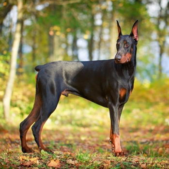 doberman.jpg