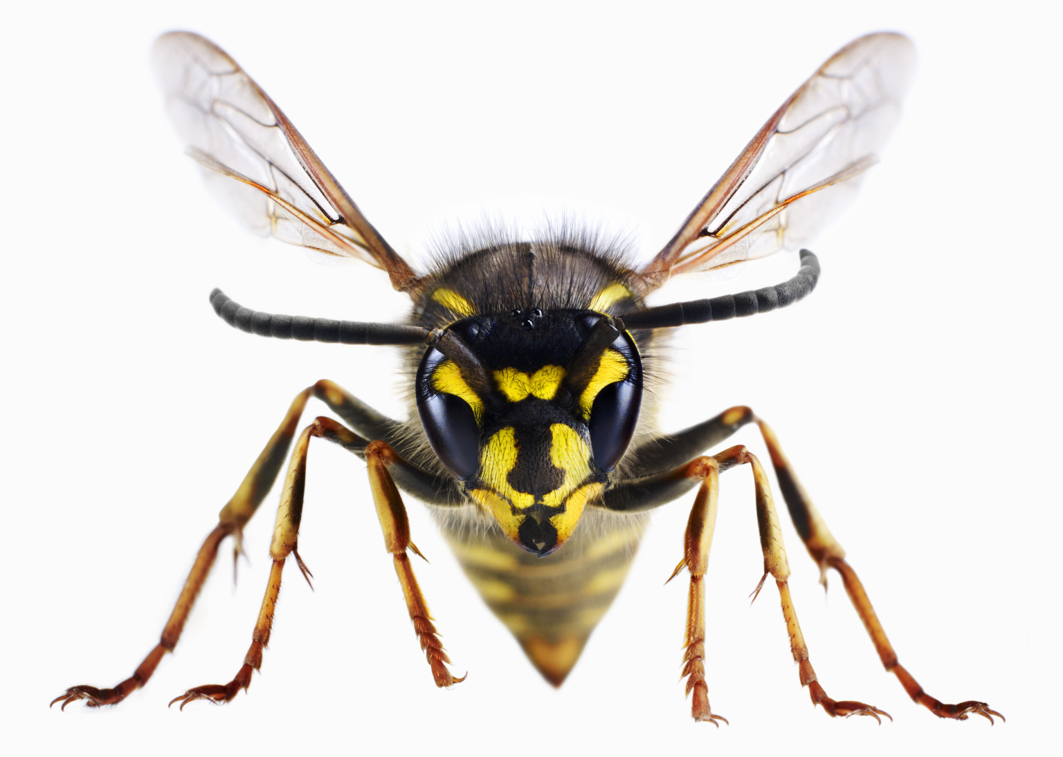 o-ANGRY-WASP-facebook.jpg