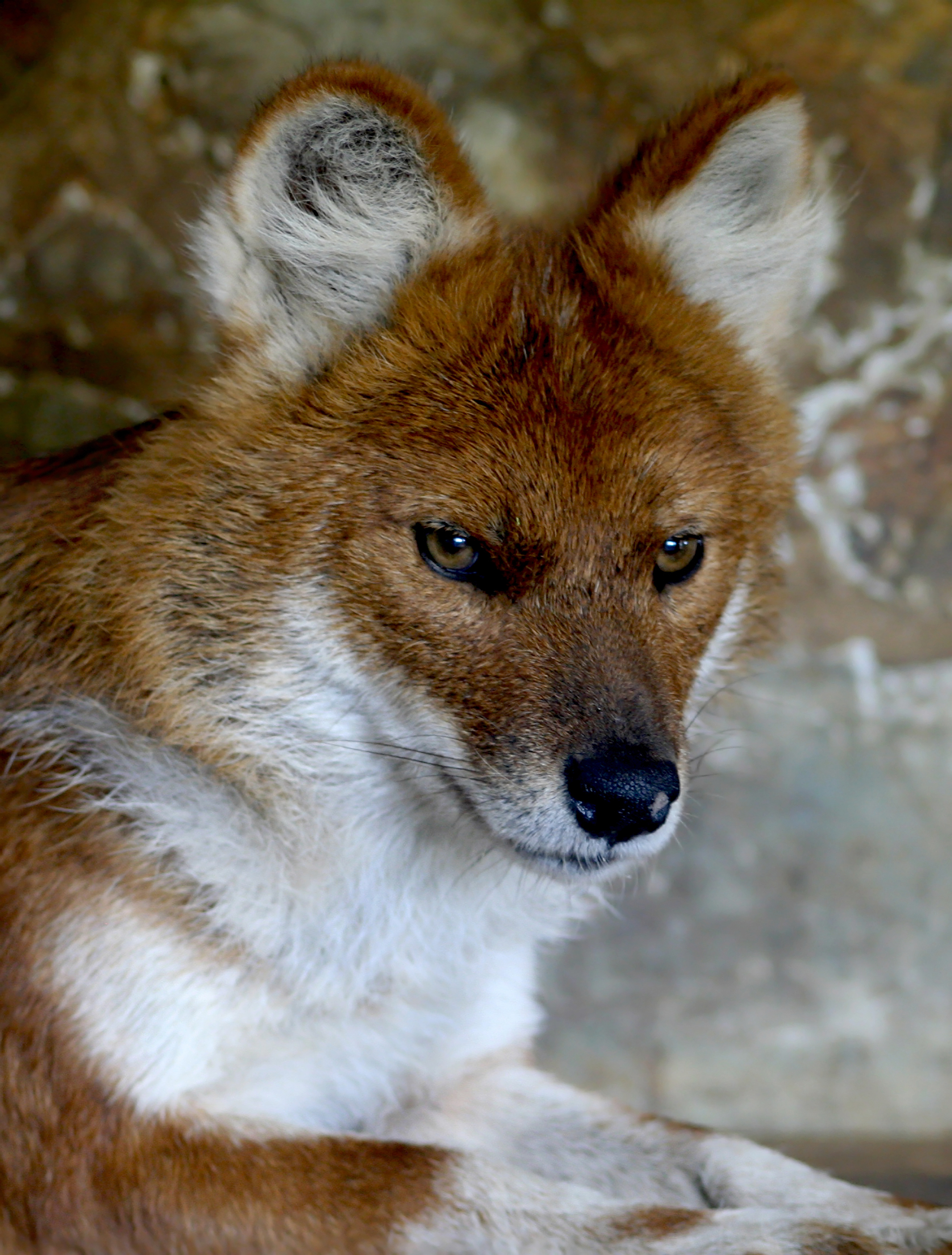 Dhole.jpg