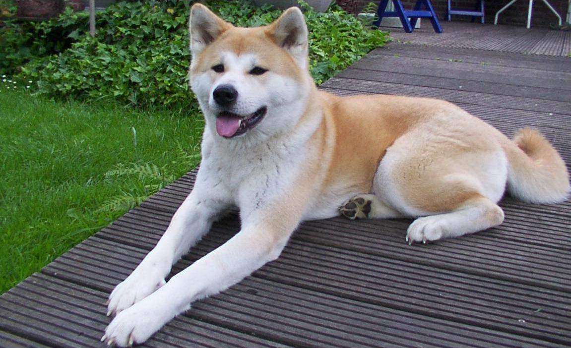 Akita_inu.jpeg