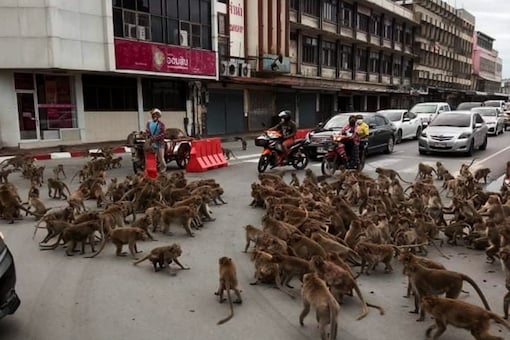 1627460288_monkey-thailand-1200x800.png