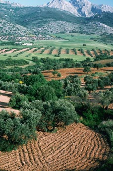 andalucian-countryside_S.jpg