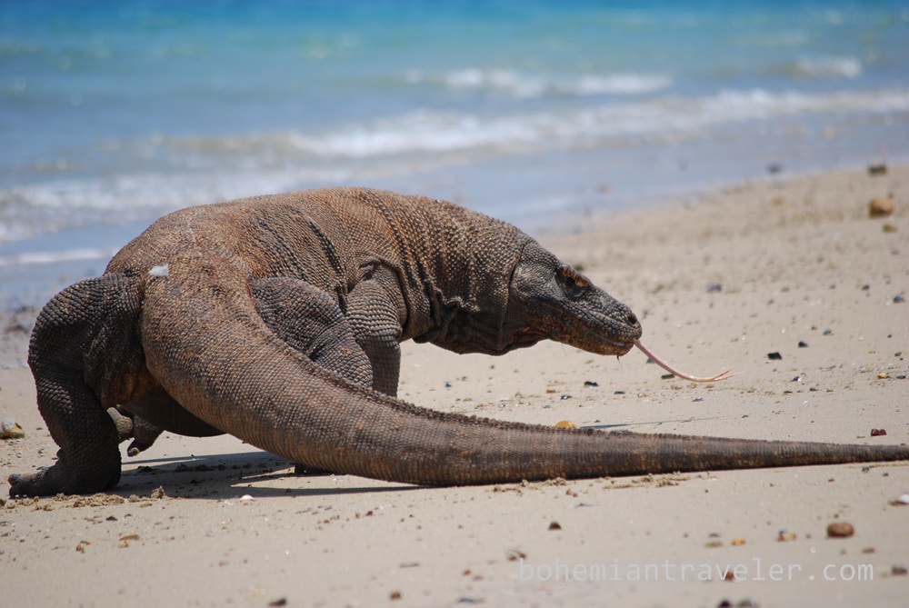 Komodo-Dragon-Indonesia-9.jpg