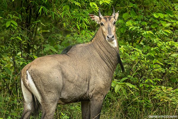 tadoba320151007151856.jpg