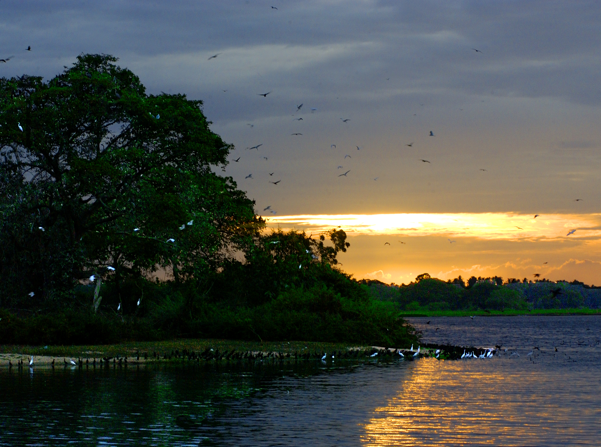 Wildlife_Preserve_Near_Kirinda,_Sri_Lanka.jpg