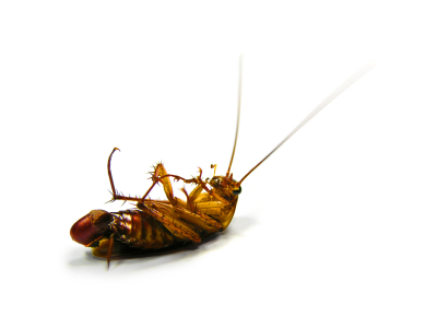 cockroach-dead.339163442_std.jpg