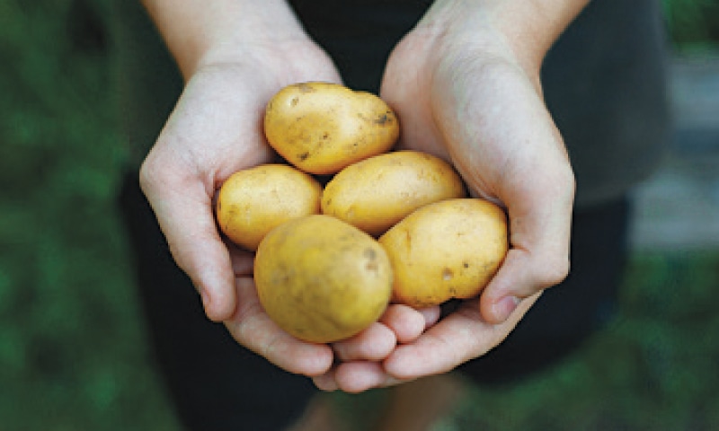 Pakistan is poised to become self-sufficient in potato seed by mid-2022. The country is going to start producing high-quality, virus-free, third-generation potato seed.