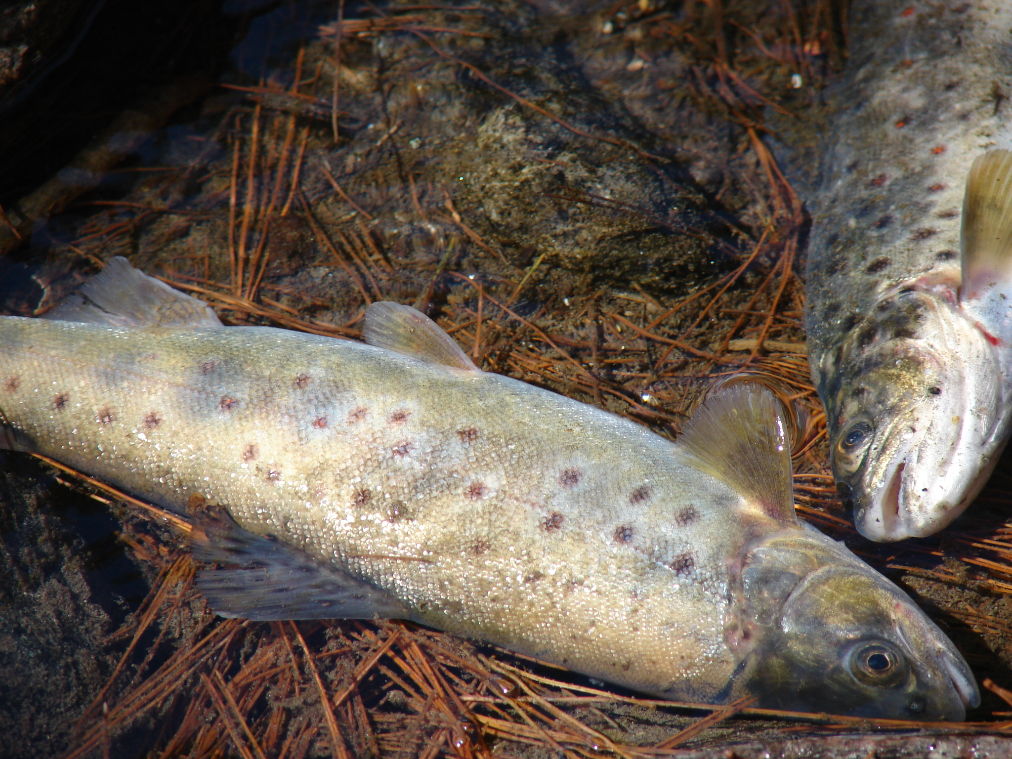 Trout-fish-in-ghabral.JPG