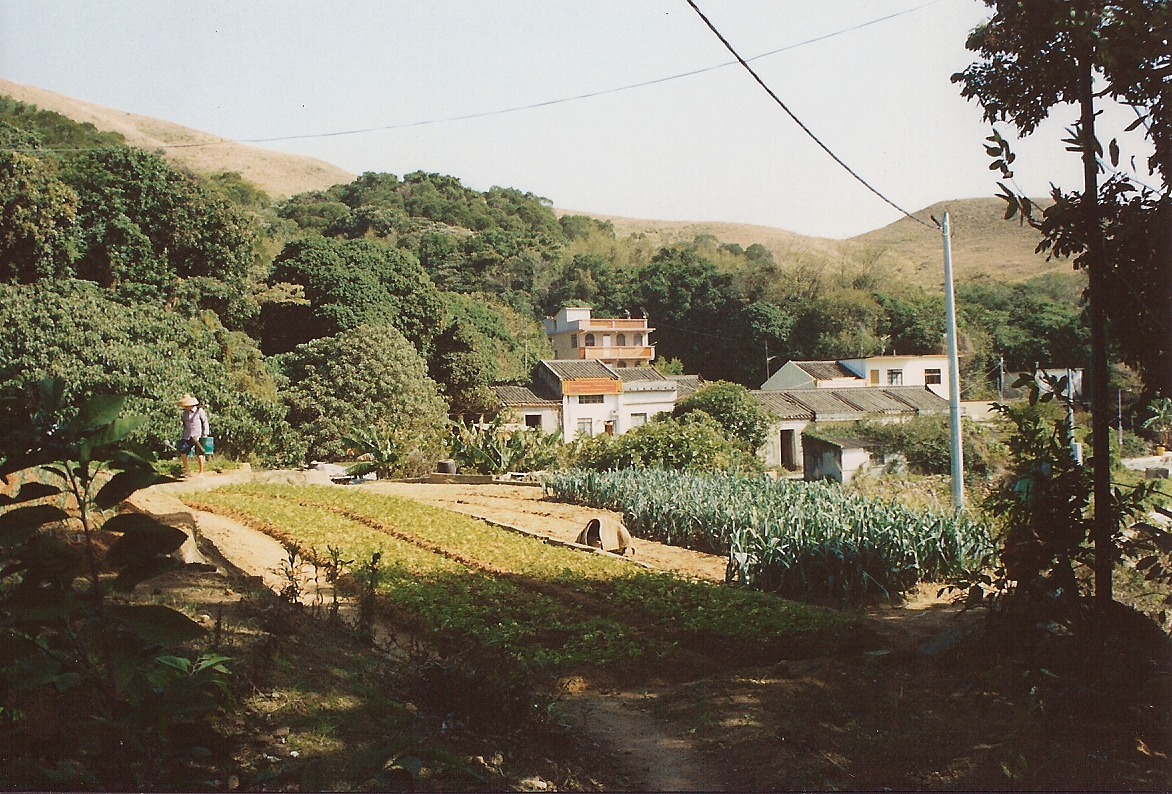 Pak_Kok_fields1.jpg