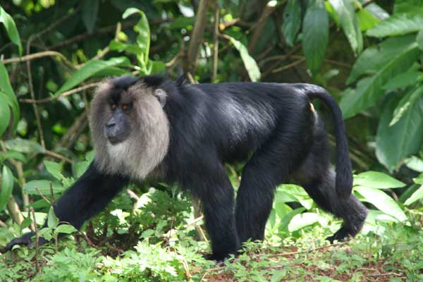 lion-tailed-macaque-Valpar.jpg