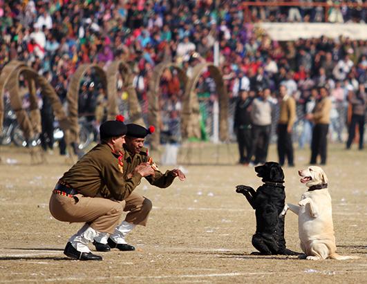 gty_india_dog_squad_jef_ss_140127_ssh.jpg