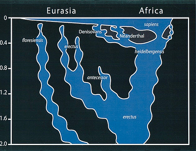 Homo-Stammbaum%2C_Version_Stringer.jpg