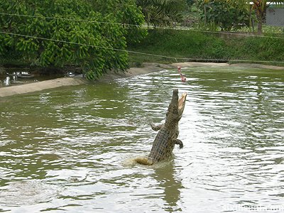 croc_jump.jpg