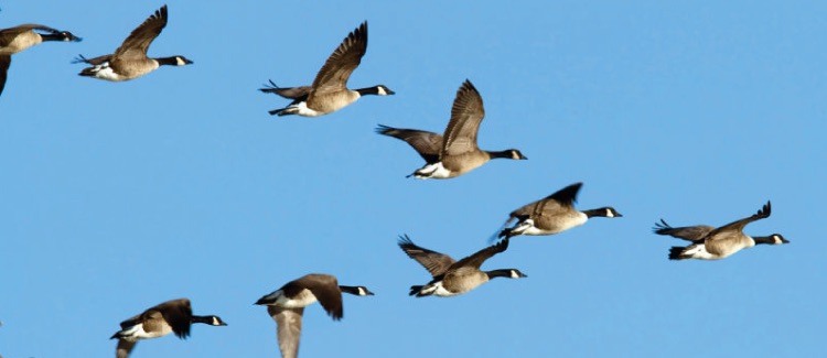 Geese-Blog.jpg