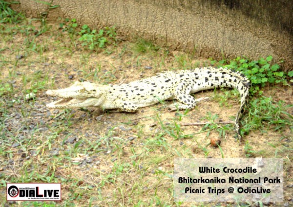 white-crocodile-in-Bhitarakanika-600x425.jpg