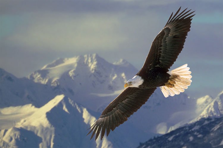 soaring-mountain-eagle-for-post1.jpg