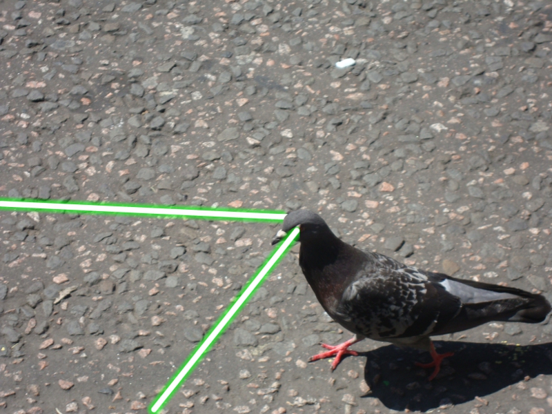 Laser%20pigeon.jpg