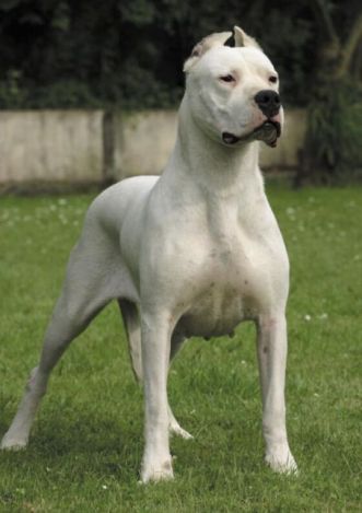 Dogoargentino.jpg