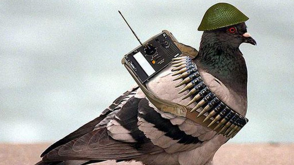 pigeon.png