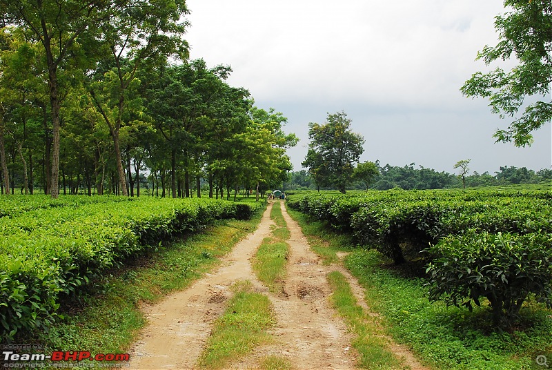 1541692d1471192854t-monsoon-drive-borong-south-sikkim-dsc_5750.jpg