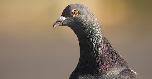 pigeon.jpg