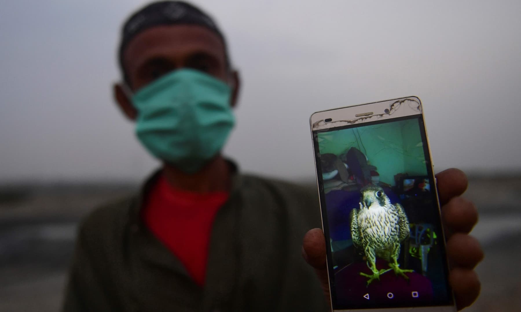 In this November 24, 2020, photo, poacher Muhammad Rafiq shows a picture on his mobile phone of a falcon he sold at a black market, in the coastal village of Ibrahim Hyderi on the outskirts of Karachi. — AFP