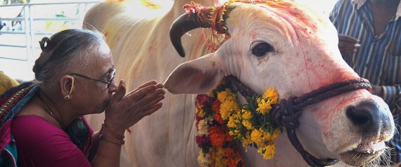 n-INDIAN-COW-large570.jpg