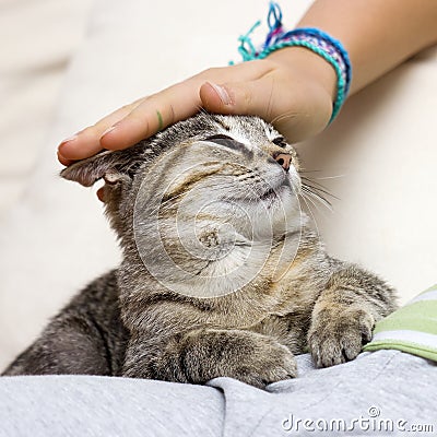 stroking-cat-21502467.jpg