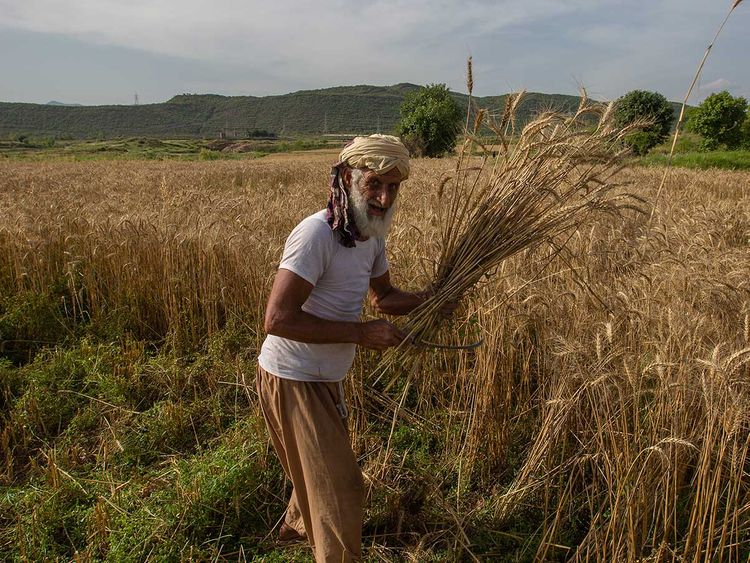 Pakistan-farmer-coronavirus-crops_171cedf2a10_large.jpg